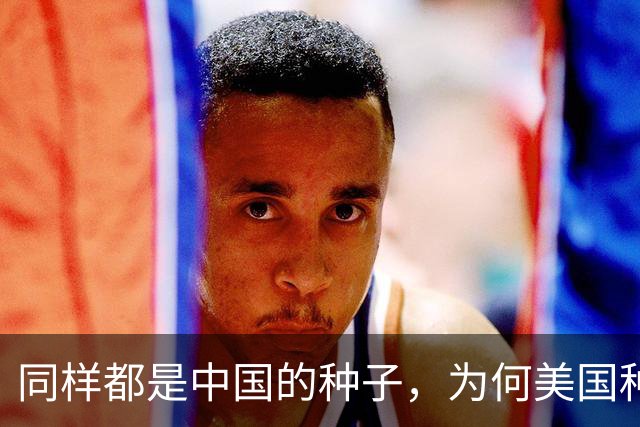 同样都是中国的种子，为何美国种出的水稻，亩产要比中国高？